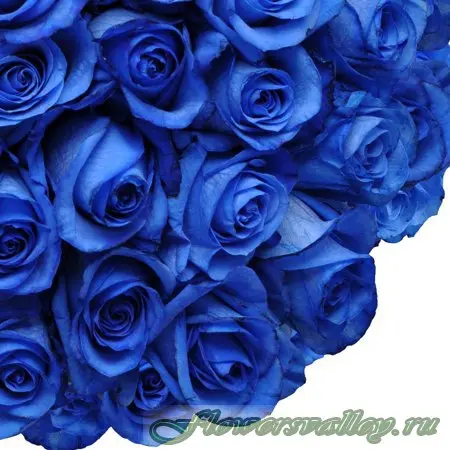 Букет 101 синяя роза. Фото 5