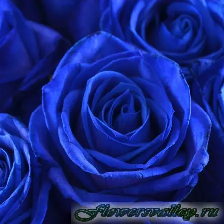Букет 101 синяя роза.Фото 2