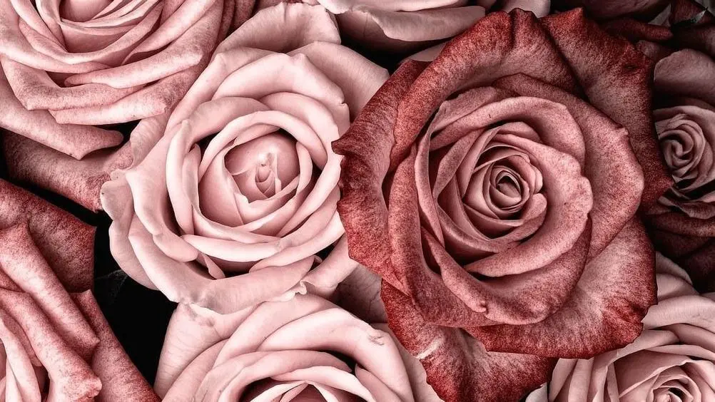 Как самостоятельно выбрать свежие розы? | Flowers Valley