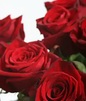 Красная роза сорт "Гран при". Фото 2