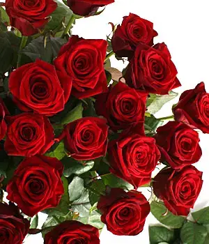 Красная роза сорт "Гран при"