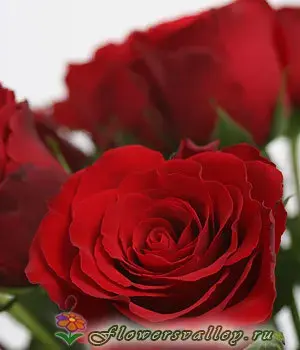 Бутон красной розы сорт "Гран при" (пр-во Россия)