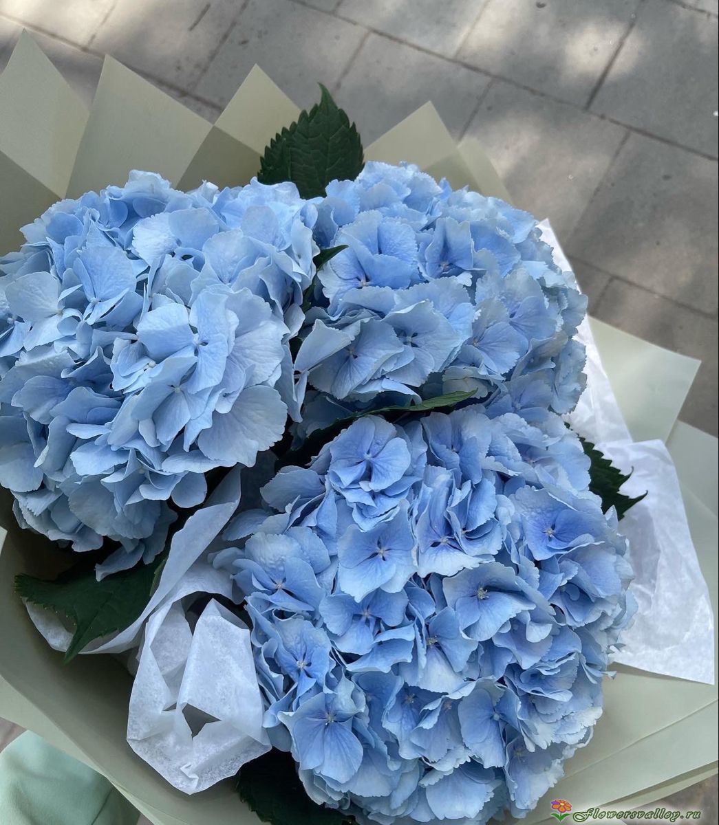 Букет из 3 гортензий голубых