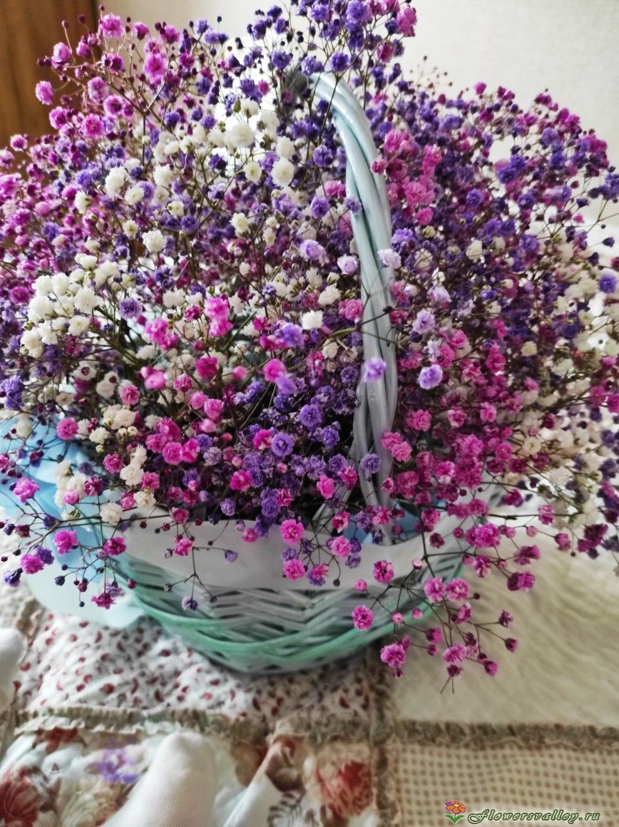 Корзинка из 11 радужных гипсофил