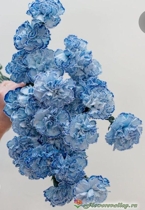 Букет из голубой гвоздики