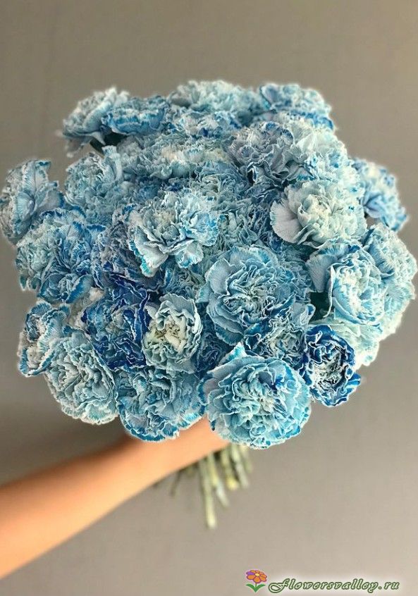 Букет из голубой гвоздики