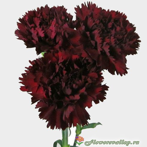 букет из бардовых гвоздик 