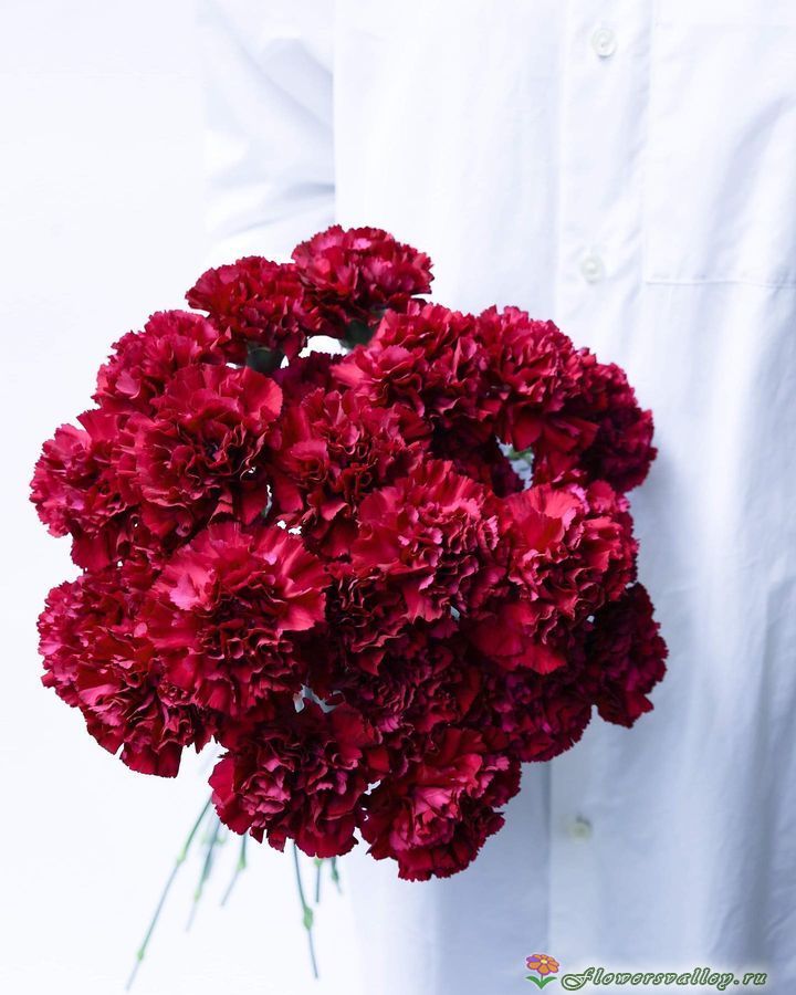 букет из бардовых гвоздик 