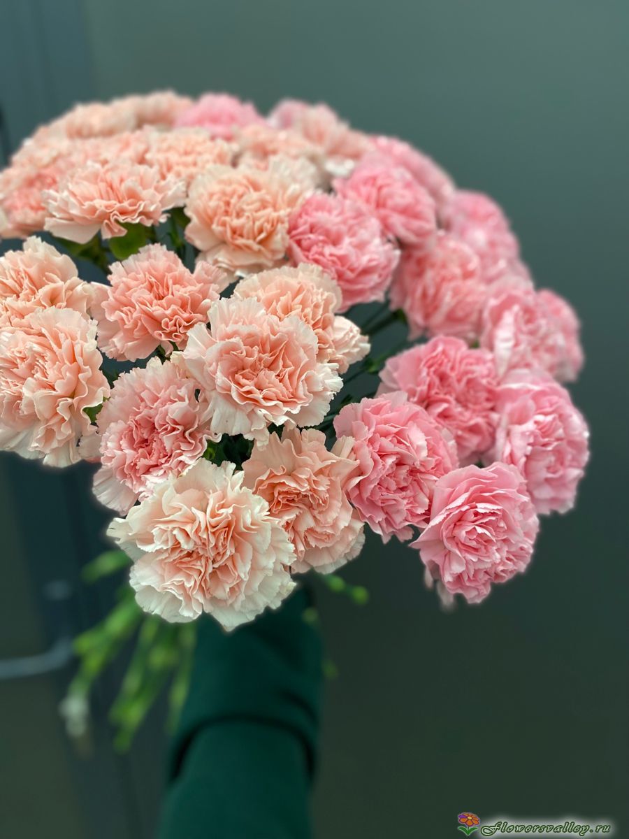 Букет из кремовой гвоздики