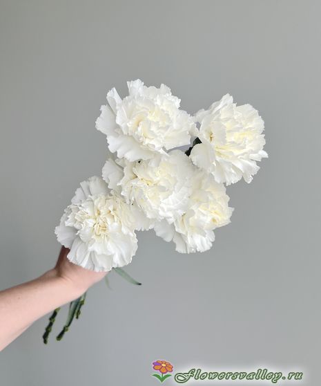 белая гвоздика