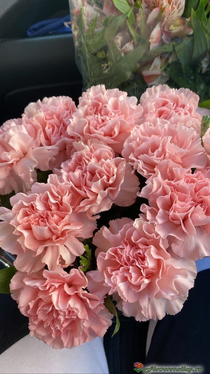 розовая гвоздика