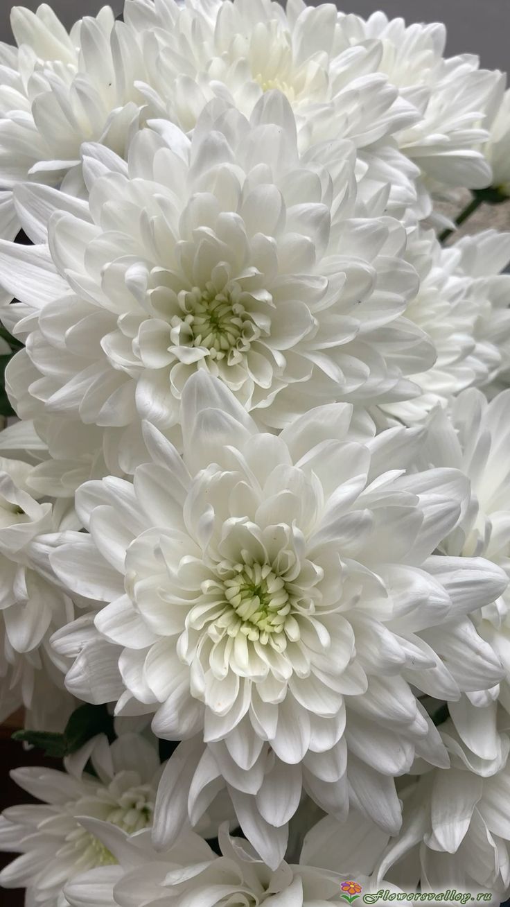 Букет избелых хризантем