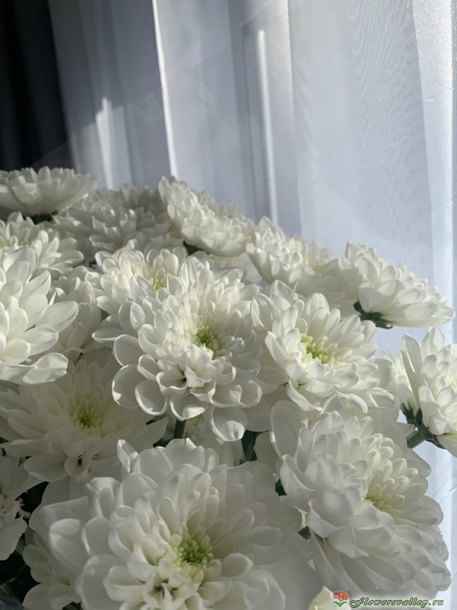 Букет из белых хризантем