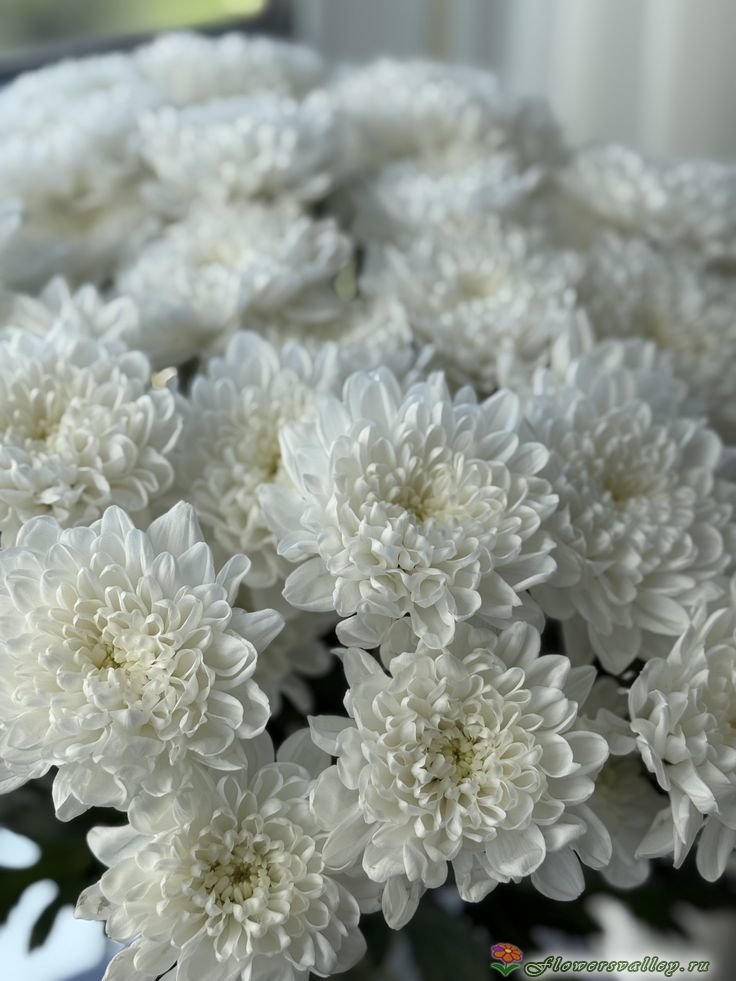 Букет из белых хризантем