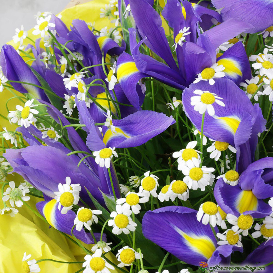 Букет из ромашек и 9 ирисов