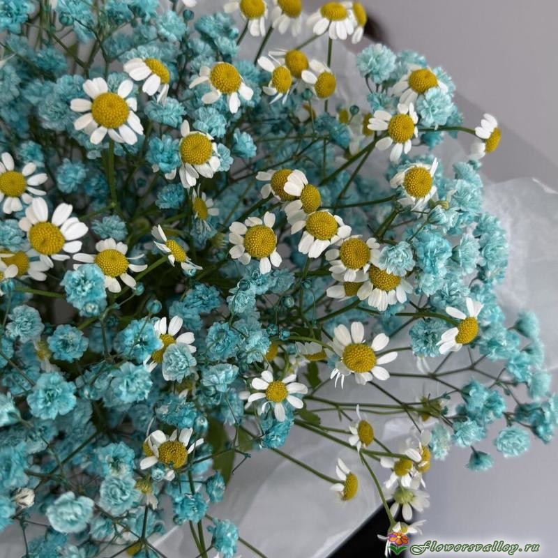 Букет из ромашек и гипсофилы