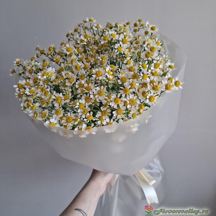 Букет из ромашек ( Tanacetum )