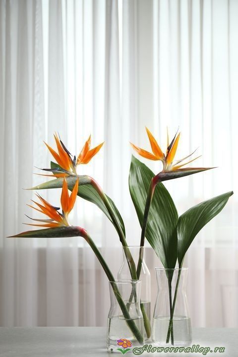 Букет из 7 стрелиций