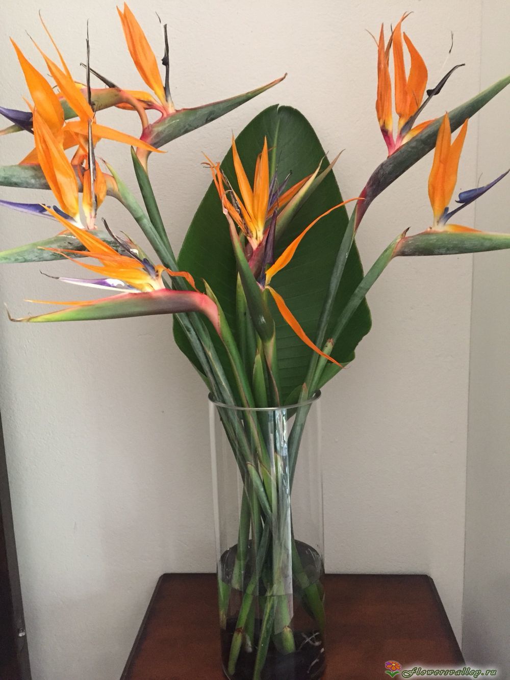 Букет из 7 стрелиций