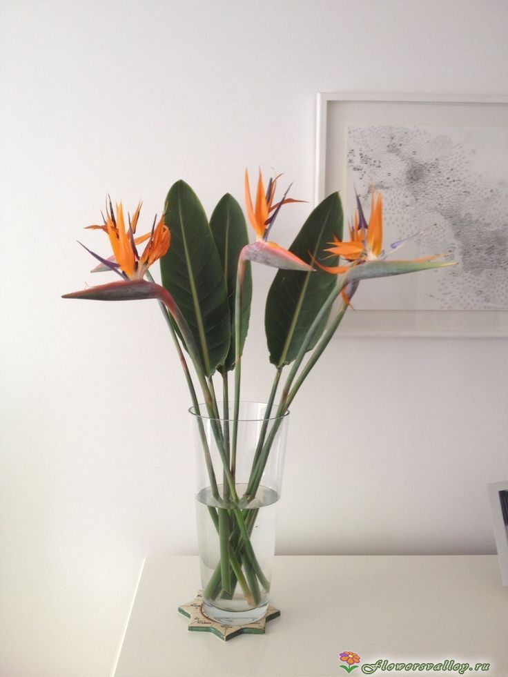 Букет из 7 стрелиций