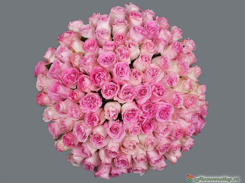Букет из 101 розы Мандала (сорт "Mandala", пр-во Эквадор.) ФОТО 3