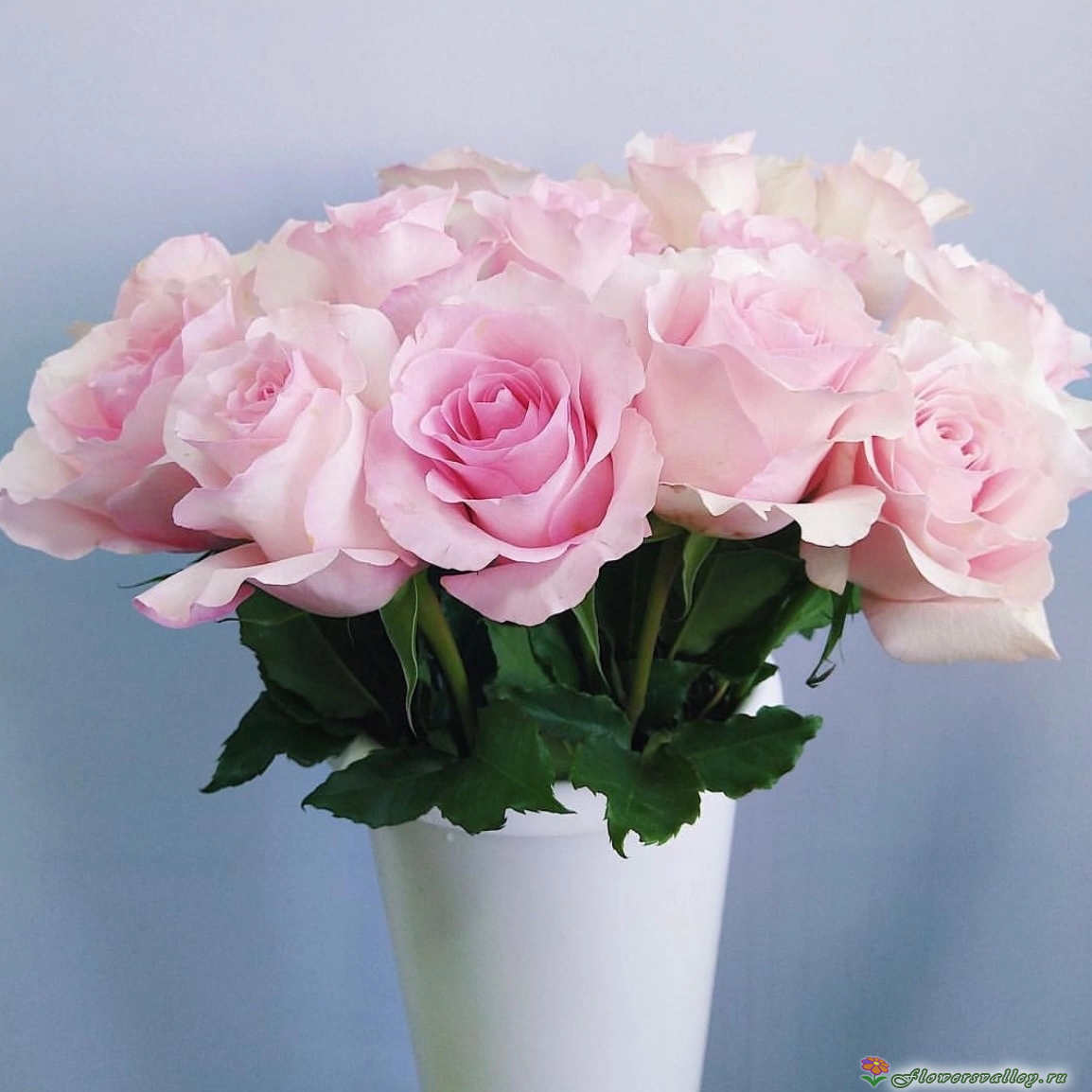 Букет из 15 роз Криста (сорт "Crista", пр-во Эквадор) фото 3