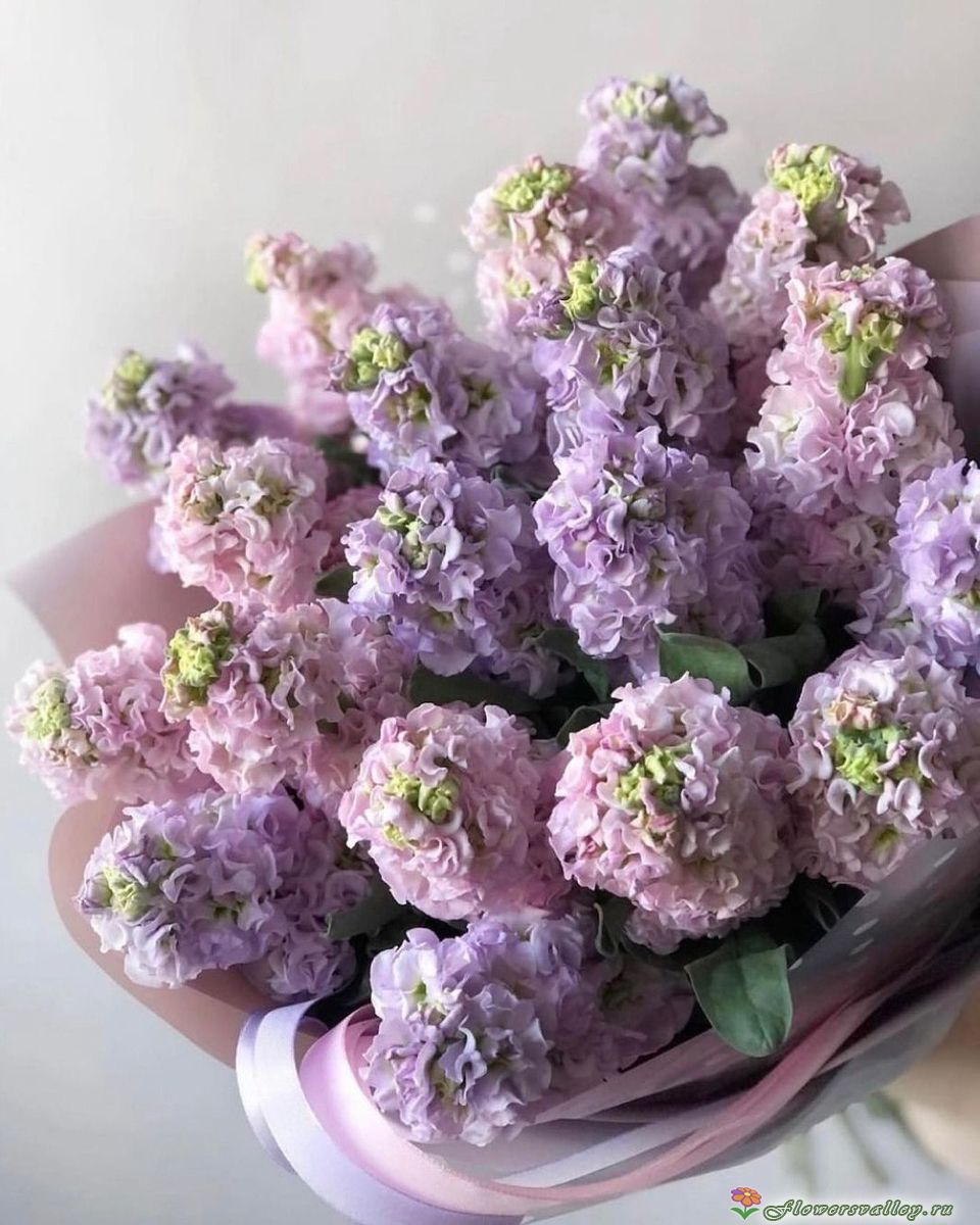 букет из маттиол