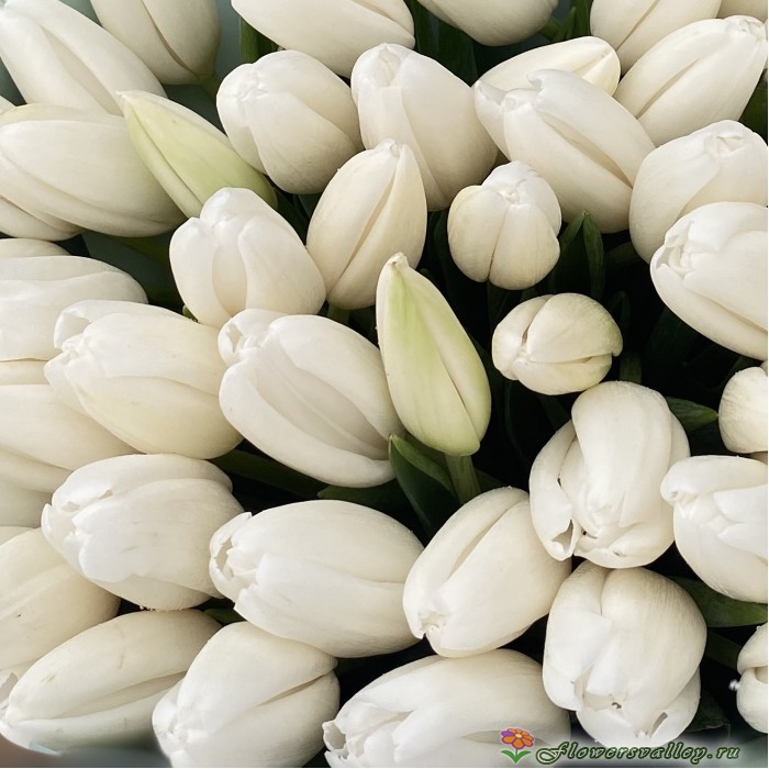 51 белый тюльпан