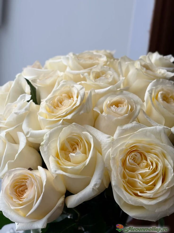 Букет из 25 роз Канделайт (пр-во Эквадор, сорт "Candlelight", пионовид)