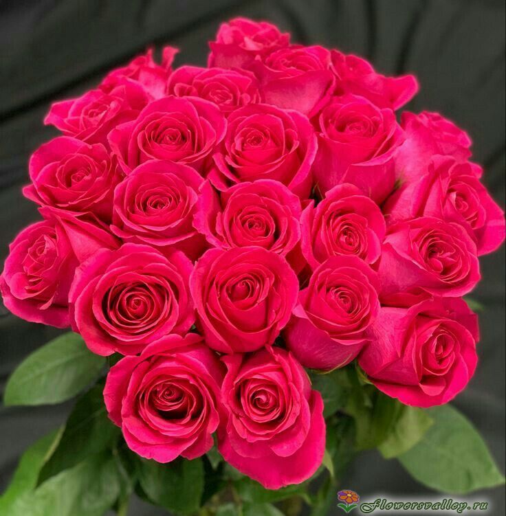 Букет из 15 роз Готча ( сорт "Gotcha", пр-во Эквадор)