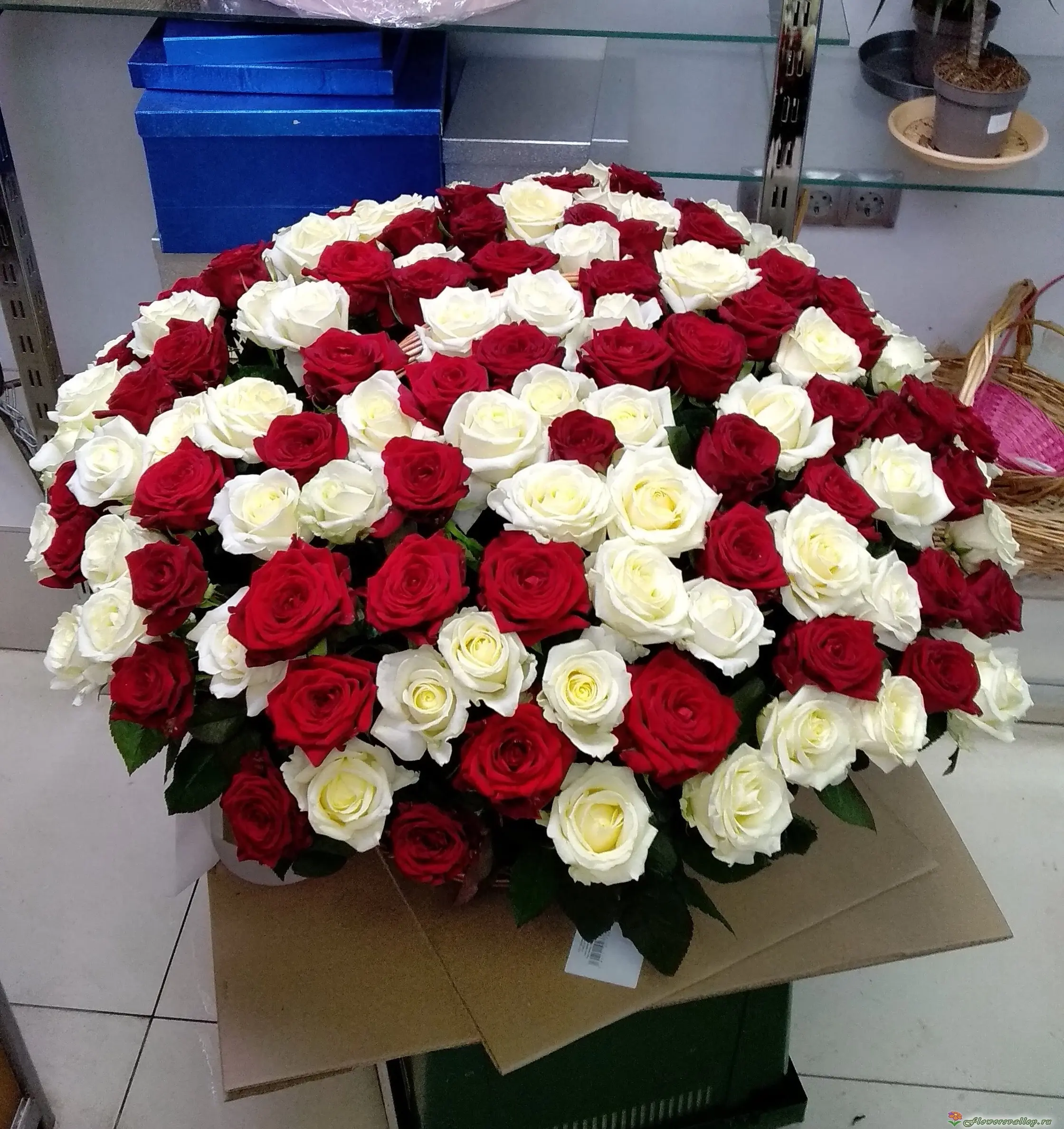 Корзина из белых и красных роз 151 шт.