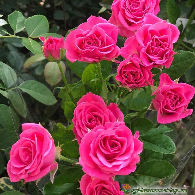 малиновой кустовой розы Лавли Лидия (Lovely Lidia)