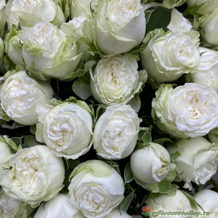 Букет из 51 белой пионовидной розы Мисс Бомбастик ( Miss Bombastic )