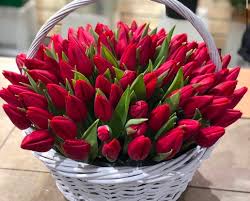 101 красный тюльпан