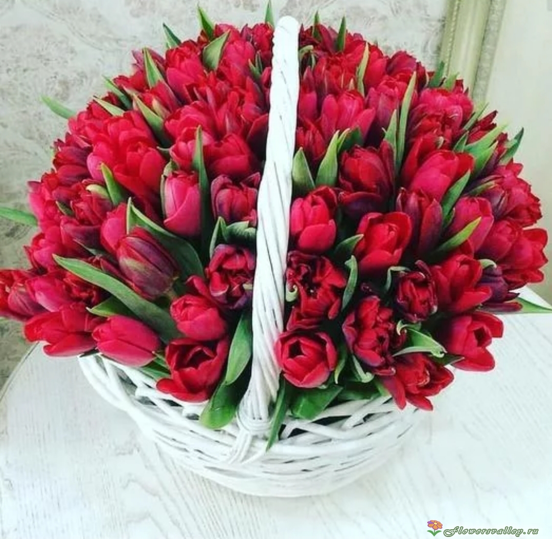 101 красный тюльпан