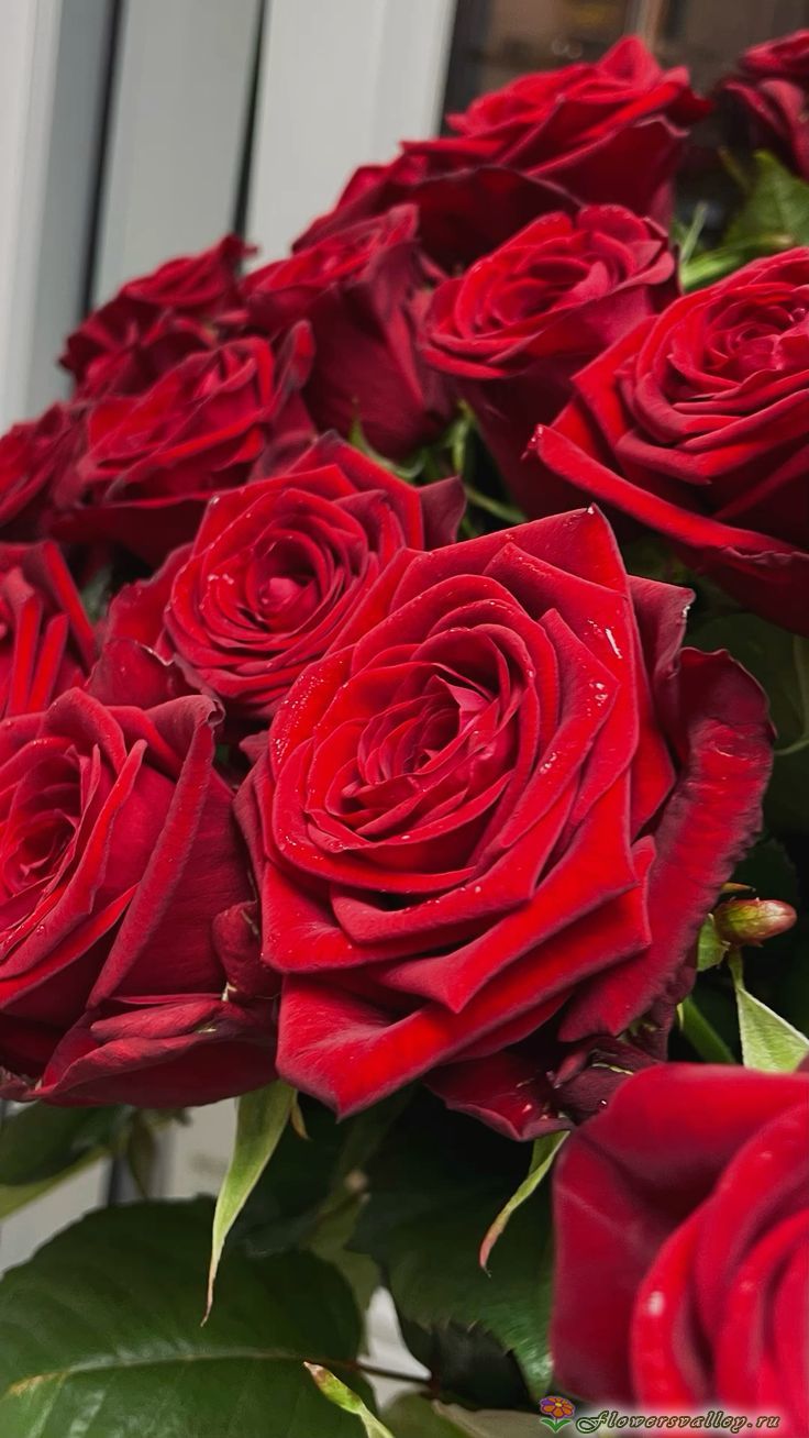 Красная роза Ред Наоми 60 см. ( сорт "Red Naomi" , пр-во Россия)