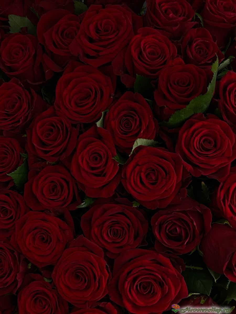 Красная роза Ред Наоми 60 см. ( сорт "Red Naomi" , пр-во Россия)