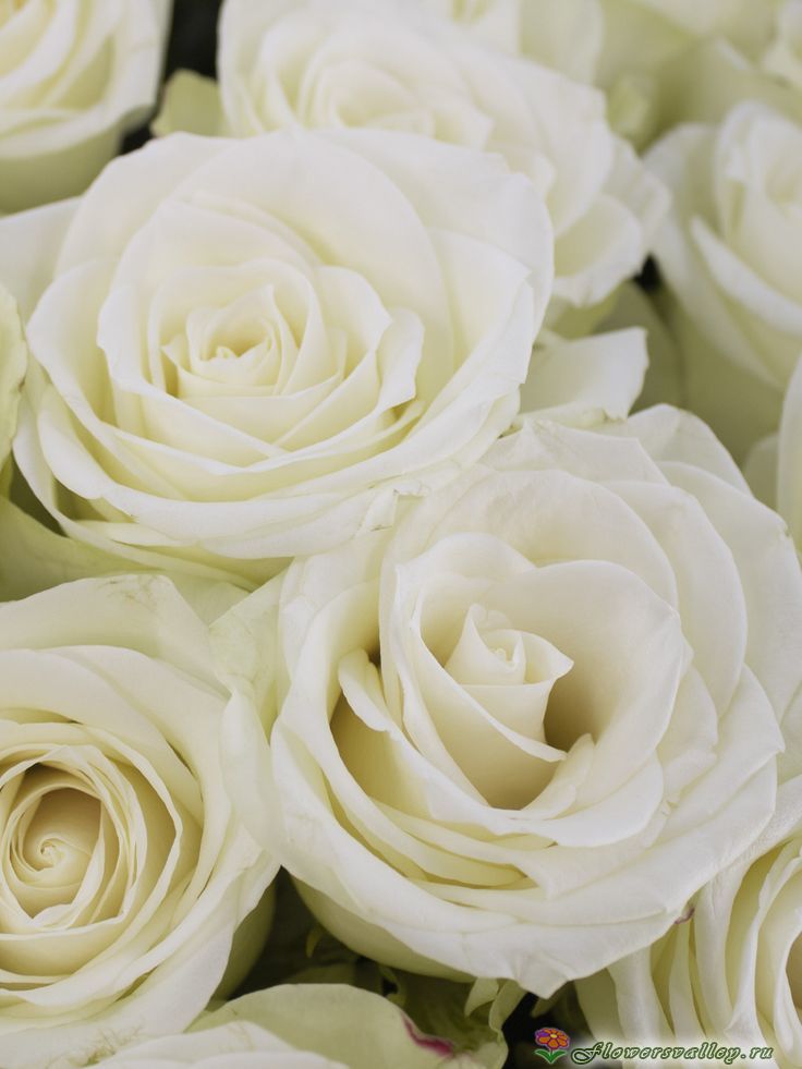 Белая роза Аваланж 60 см. ( "Avalanche" , пр-во Россия) 