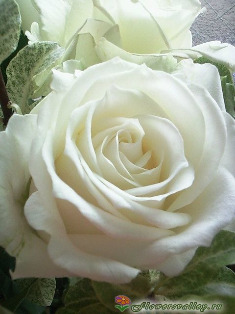 Белая роза Аваланж 60 см. ( "Avalanche" , пр-во Россия) 
