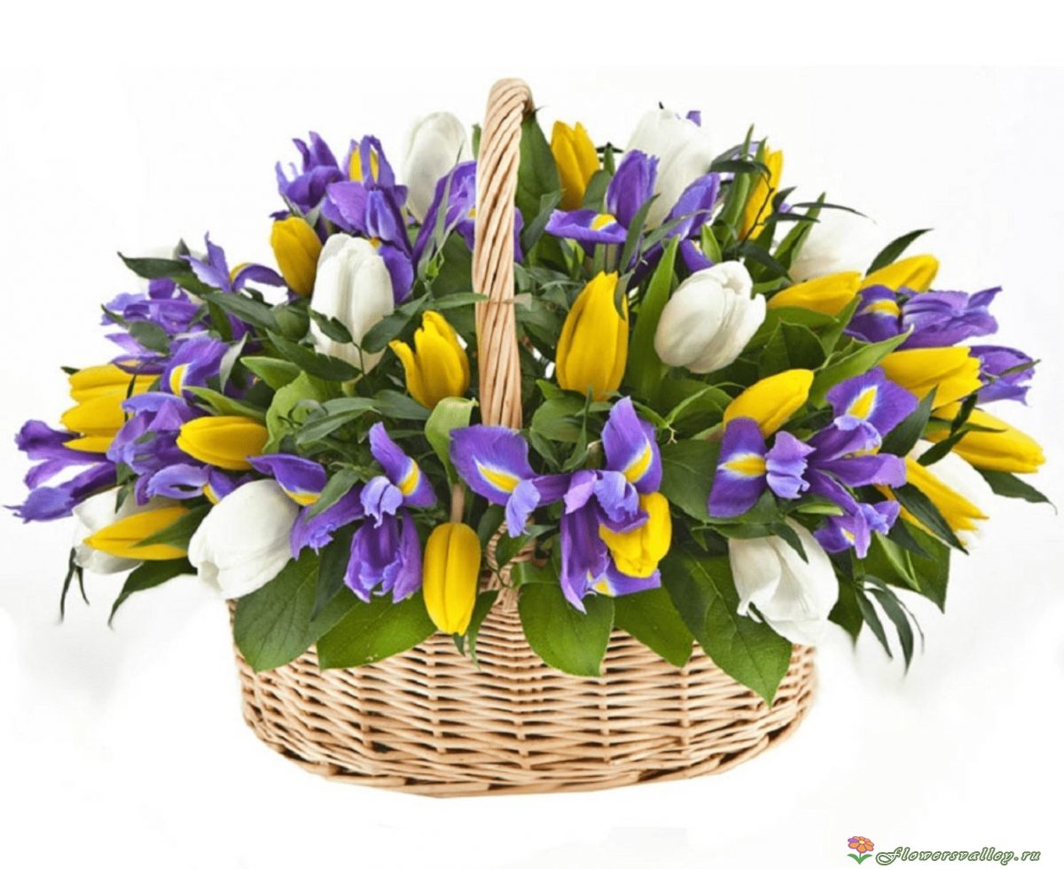 тюльпаны и ирисы