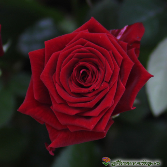51 красная роза