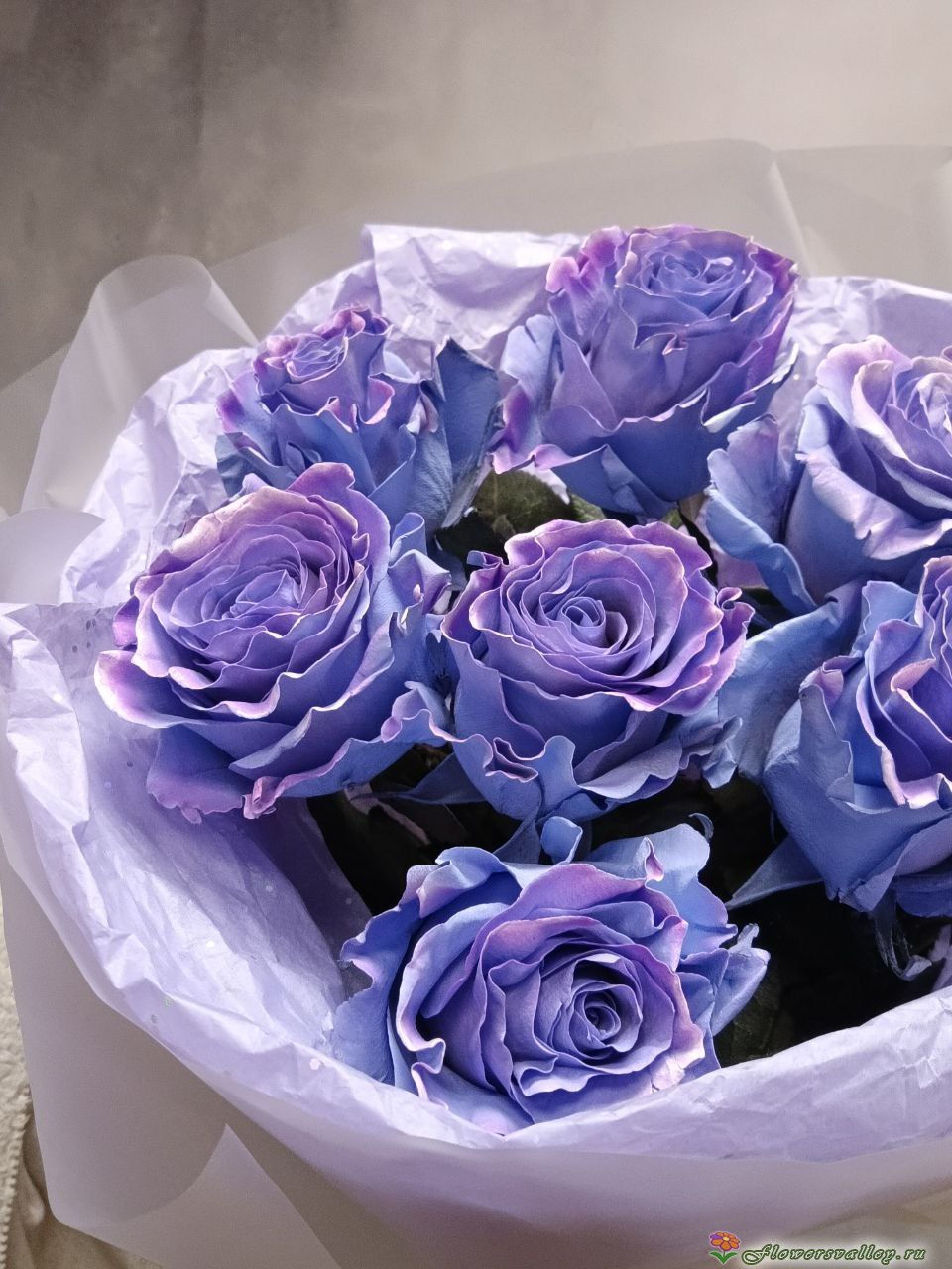 Букет роз пр-ва Эквадор Чарминг Стар, 7 шт (Charming star)