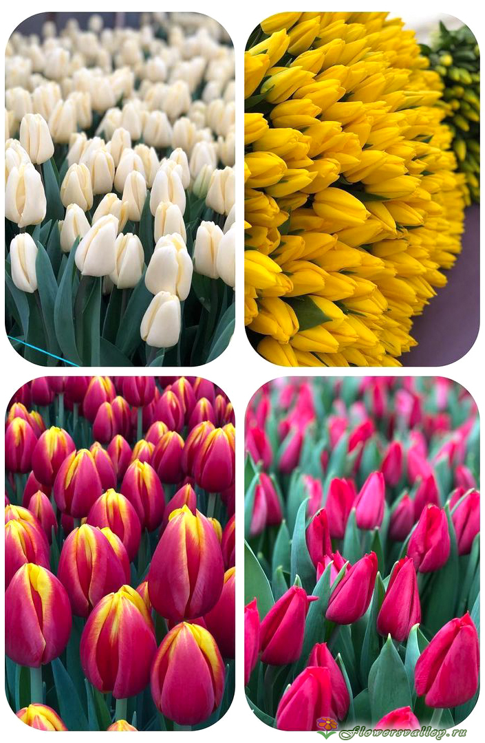 желтый тюльпан в пачке 20шт