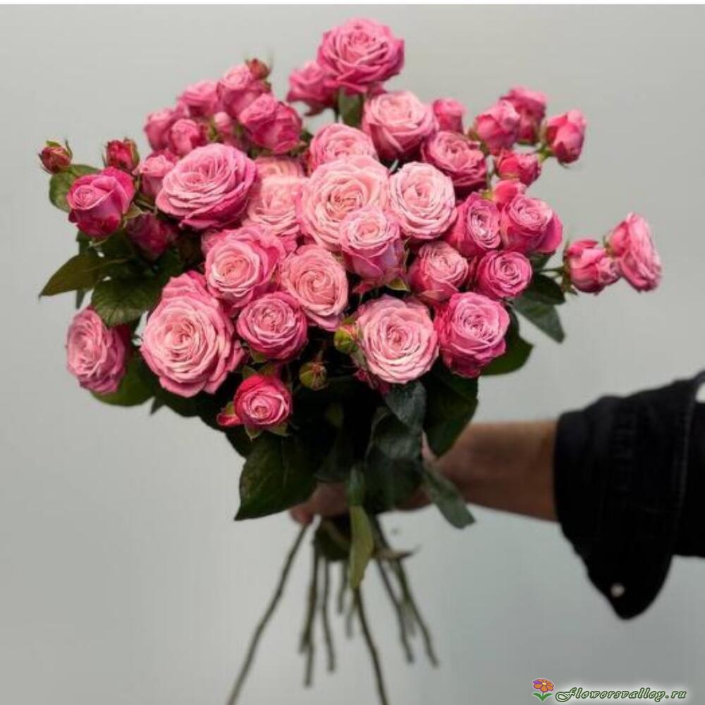 кустовая роза Леди Бомбастик