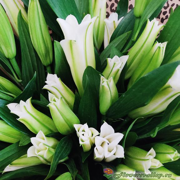 15 белых лилий 