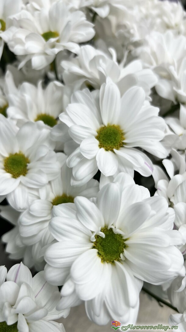 15 хризантем