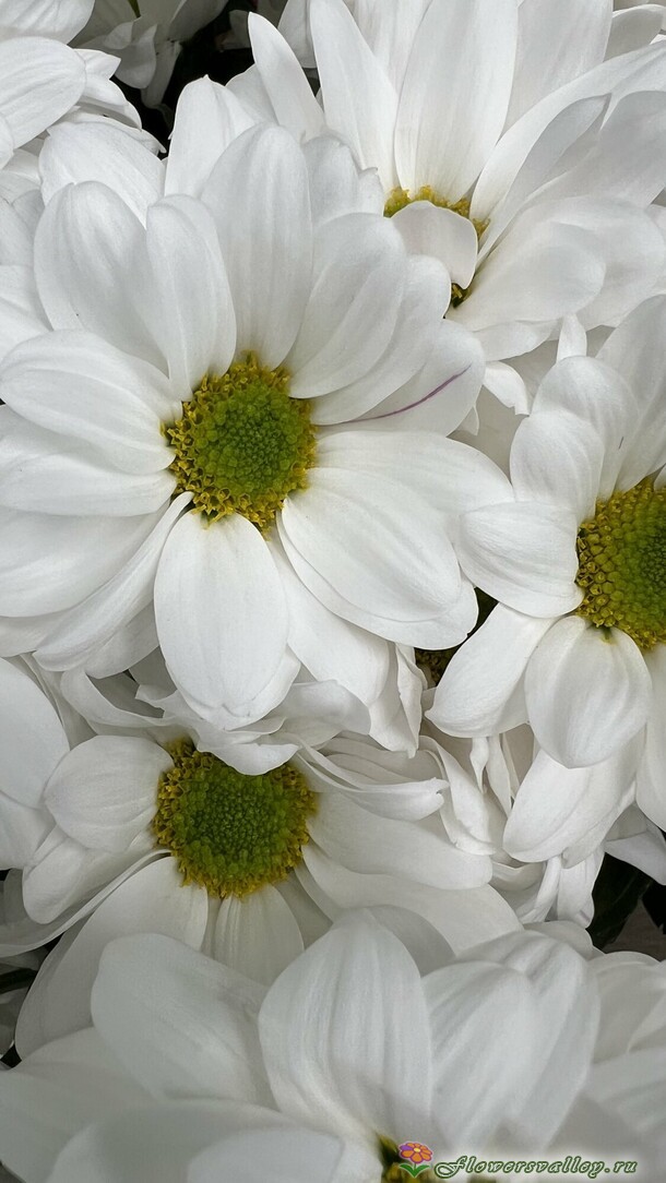 15 хризантем