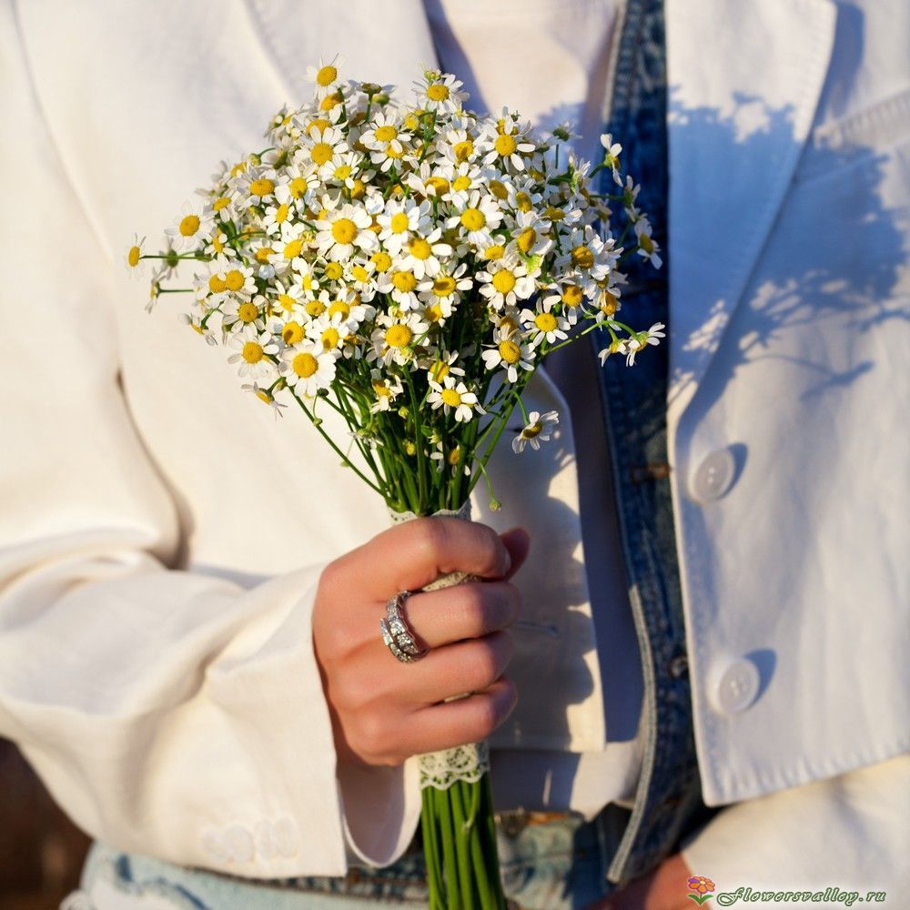 матрикария