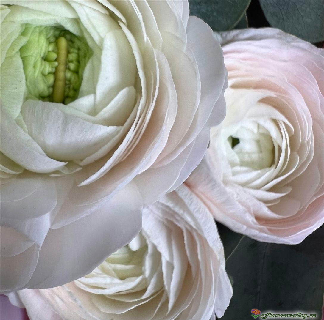 Букет с ранункулюсами, 3 шт