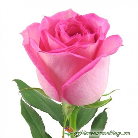 букет с розами, альстромериями и матиолой